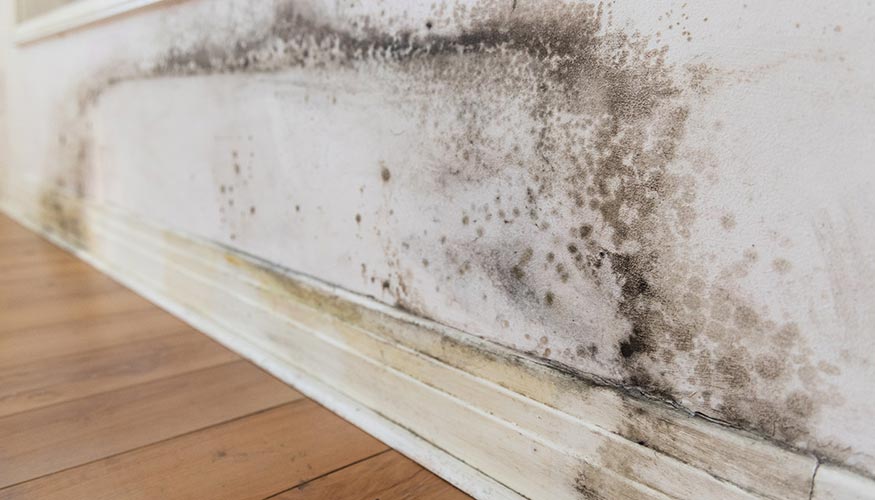 mold on wall