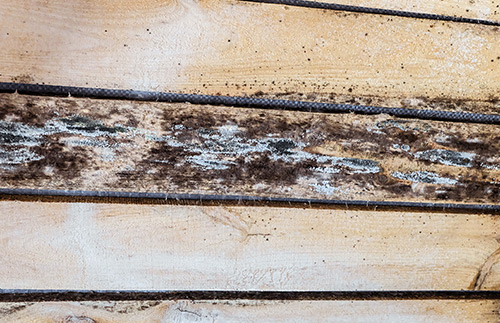Moisture-and-Mold-Control basement mold issue